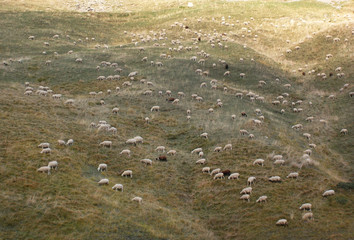 Mountain sheep eating grass in French Alps. Hautes-Alpes mountains around La Salette Sanctuary, France