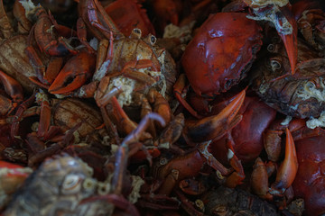 Rice field crabs boiled in the pan