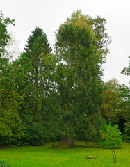 Fototapeta premium Drzewo w ogrodzie