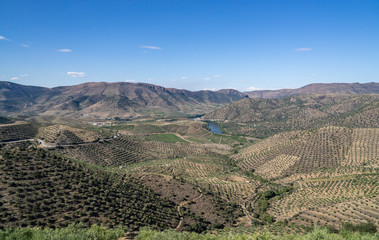 Terraces of grape vines for port wine production line the hillsides of the Douro valley at Barca de Alva in Portugal