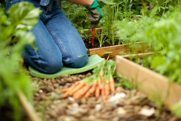 gardener on knees digging carrots out of ground