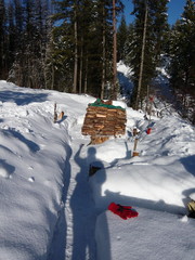 Forest be with you on snow shoveled path to woodpile, winter’s long shadow waves with gratitude...