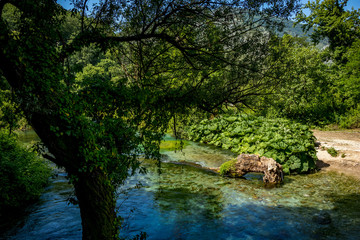 Fototapeta na wymiar Crystal clear smooth stream flows through lush spring forest. Bistrice or Bistrica river in Albania near Blue Eye source, natural wonder, beautiful green nature background of young spring forest