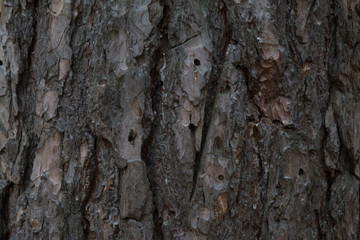 bark, tree, texture, wood, nature, brown, pattern, forest, old, abstract, trunk, oak, plant, rough, natural, closeup, pine, wooden, textured, detail, material, surface, macro, skin, dry
