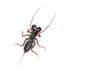 Whip Scorpion Isolated on White Background