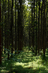 Teak forests to the environment .Forest Teak tree agricultural in plantation teak field plant with green leaf at countryside.
