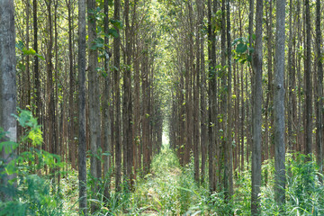 Teak forests to the environment .Forest Teak tree agricultural in plantation teak field plant with green leaf at countryside. - obrazy, fototapety, plakaty