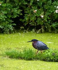 Green Heron Fishing in the Cuyahoga Valley