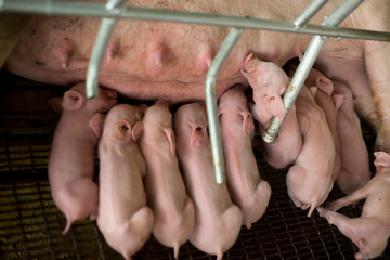 Cute piggy on the farm