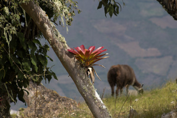a lama in andes