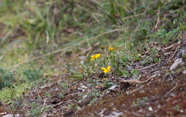 a flower in kuelap
