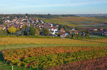  im herbstlichen weinberg bei vendersheim