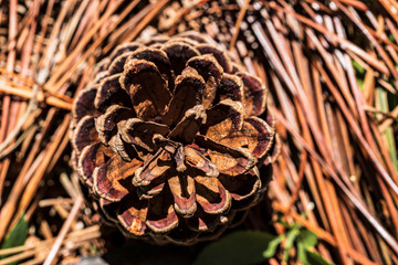 pine cone in a thick mountain.