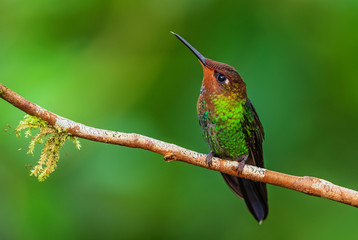 Fototapeta na wymiar White-tailed Hillstar - Urochroa bougueri, beautiful colored hummingbird from Andean slopes of South America, Hollin waterfall, Ecuador.