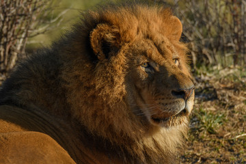 Male lion resting at sunrise in the early morning light.