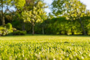 Ground level, shallow focus view of a newly cut, well maintained garden lawn seen just before dusk. The background shows a large willow tree situated next to a large pond. - Powered by Adobe