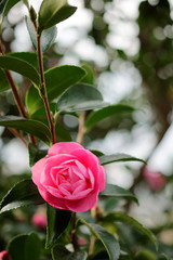 pink camellia sasanqua flower in garden