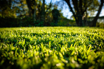 Ground level, shallow focus view of a newly cut, well maintained garden lawn seen just before dusk.