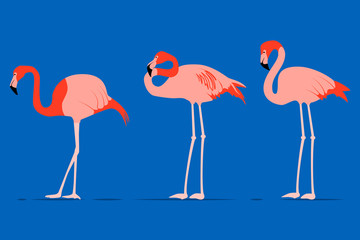 Pink flamingos on blue background