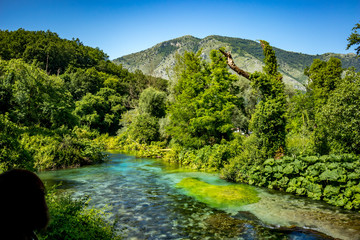 Fototapeta premium Crystal clear smooth stream flows through lush spring forest. Bistrice or Bistrica river in Albania near Blue Eye source, natural wonder, beautiful green nature background of young spring forest