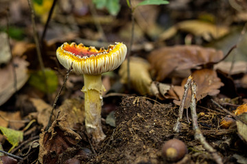 Champignons en forêt