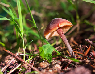 mushroom in the forest
