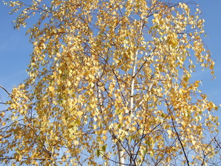 Beautiful autumn leaves. Autumn, Sunny day. Autumn birch against a bright blue sky.