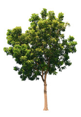 Fototapeta premium Azadirachta indica Tree isolated on white background with clipping path