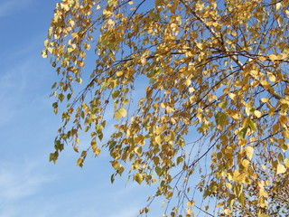 Sunny autumn day. The trees in the fall.