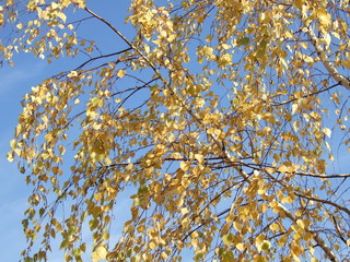 Beautiful autumn leaves. Autumn, Sunny day. Autumn birch against a bright blue sky.