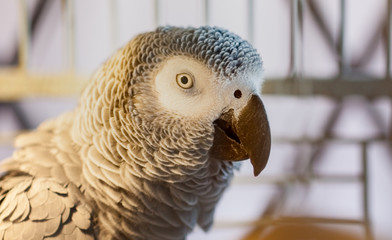 Portrait of a Parrot