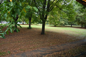 Cologne Germany Park with Autumn Leaf Litter on Walking Path Through Open Forest Grassland