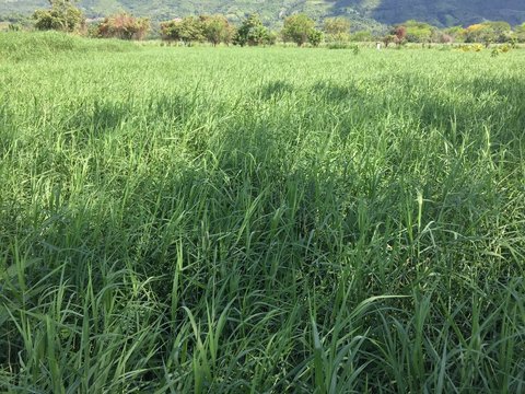 Lo Natural de Comayagua