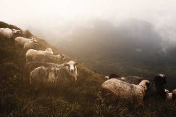 Flock of sheep grazing on a meadow of foggy mountains.