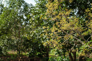 Fototapeta na wymiar Avocado flowers on its tree in the farming garden.
