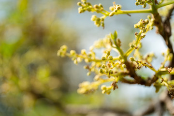 Avocado flowers on its tree in the farming garden.