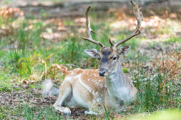 deer in the forest