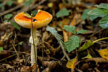 Champignons en forêt