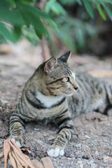 Grey striped cat enjoy and relax on Soil floor in garden with natural sunlight