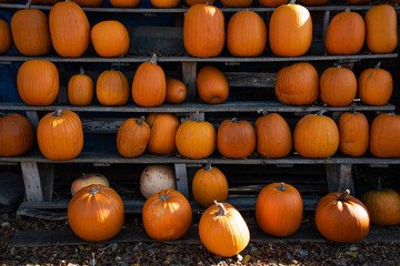 October Pumpkins lined up on shelves for halloween sale