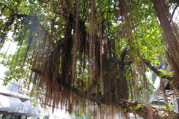 ベトナム　植物