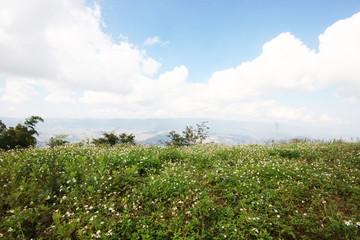 Beautiful blooming wild flowers fields and meadow in springtime with blue sky and natural sunlight shining on mountain.