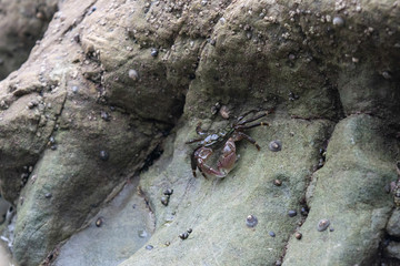 Crab in Tidal Basin
