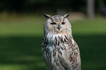 portrait of an owl