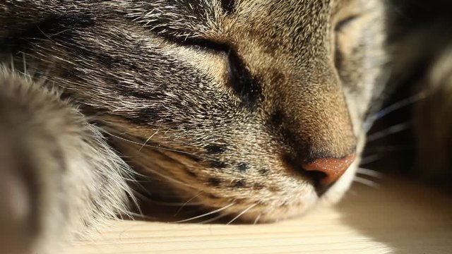 Tabby cat sleeps in hot summer day