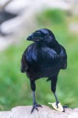 Sitting black raven