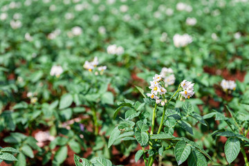Potato plants with white and yellow flowers in a large field.