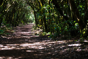 path in forest laurisilva