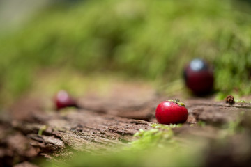 red berries on green background