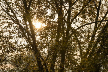 Fototapeta premium Trees in autumn